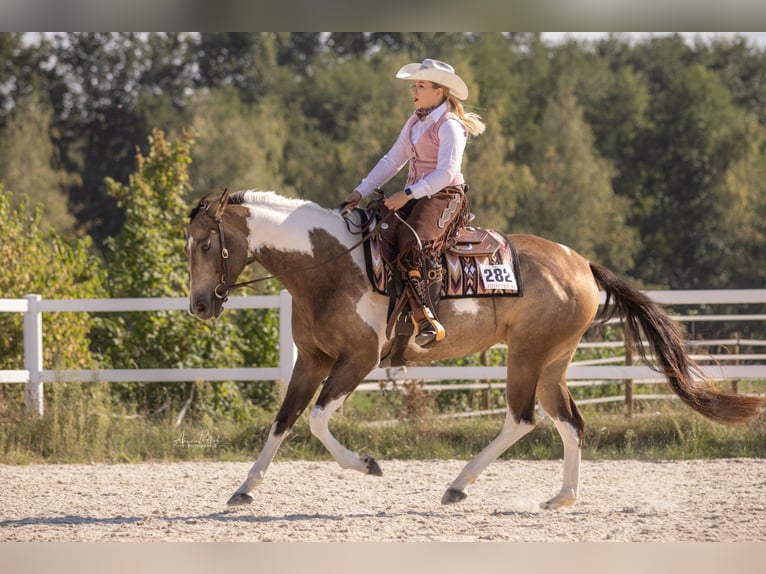 American Paint Horse Giumenta 6 Anni 160 cm Tobiano-tutti i colori in Regenstauf