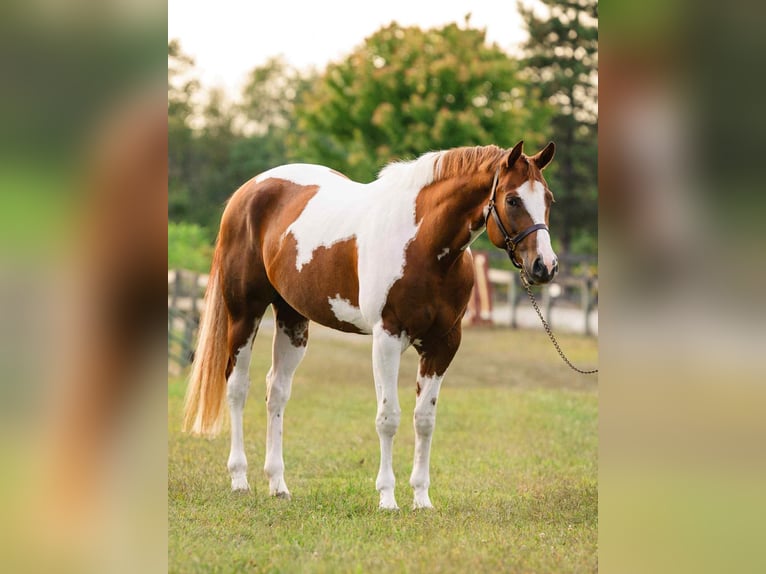 American Paint Horse Giumenta 6 Anni 165 cm Tobiano-tutti i colori in New Holland