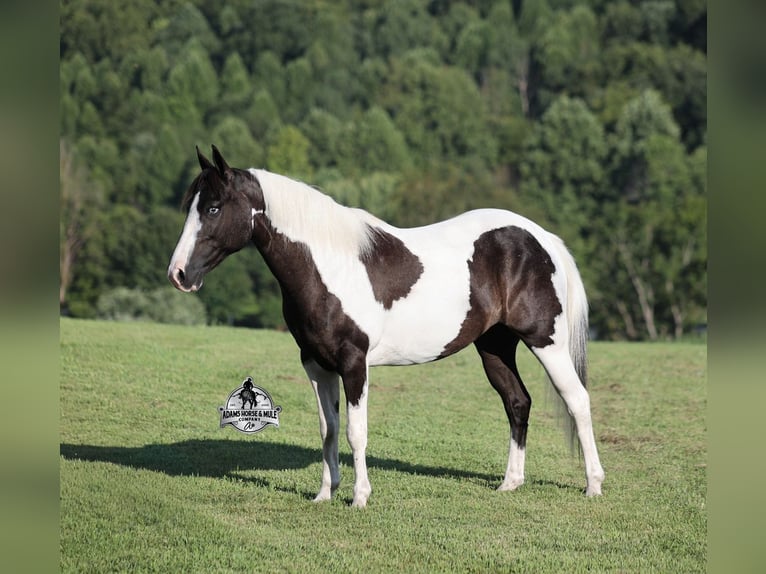 American Paint Horse Giumenta 6 Anni Pezzato in Mount Vernon