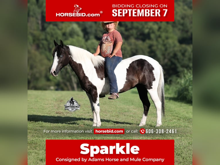 American Paint Horse Giumenta 6 Anni Pezzato in Mount Vernon
