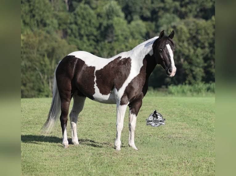 American Paint Horse Giumenta 6 Anni Pezzato in Mount Vernon
