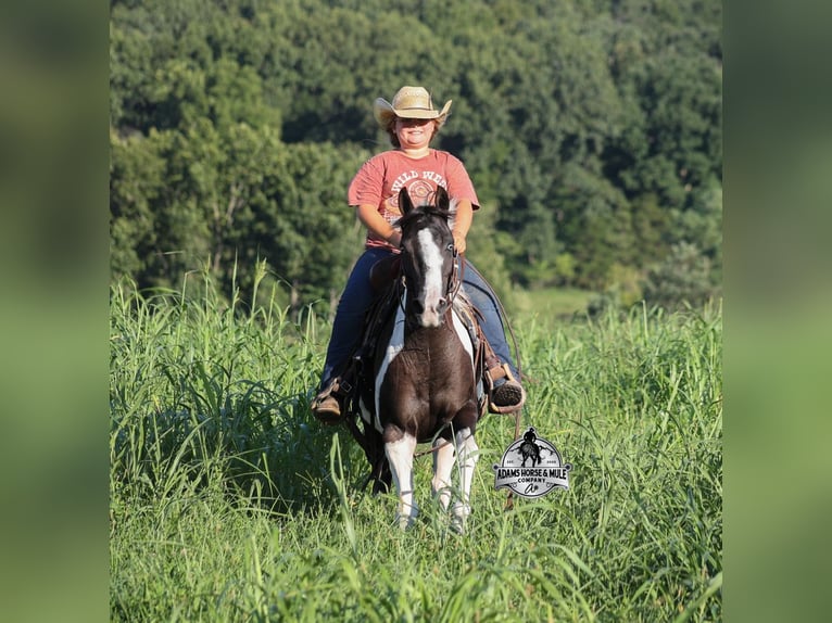 American Paint Horse Giumenta 6 Anni Pezzato in Mount Vernon