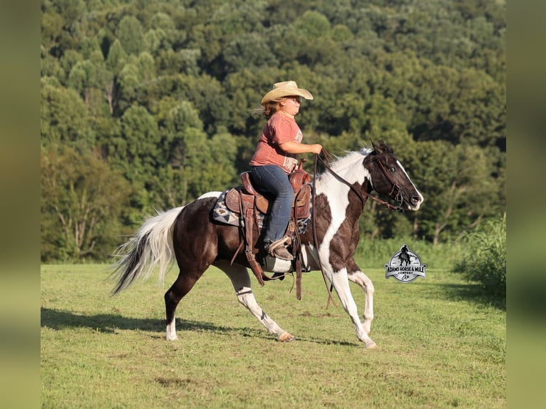 American Paint Horse Giumenta 6 Anni Pezzato in Mount Vernon