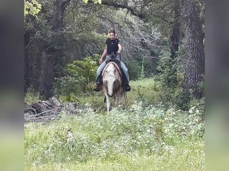 American Paint Horse Giumenta 6 Anni Pezzato in Decatur