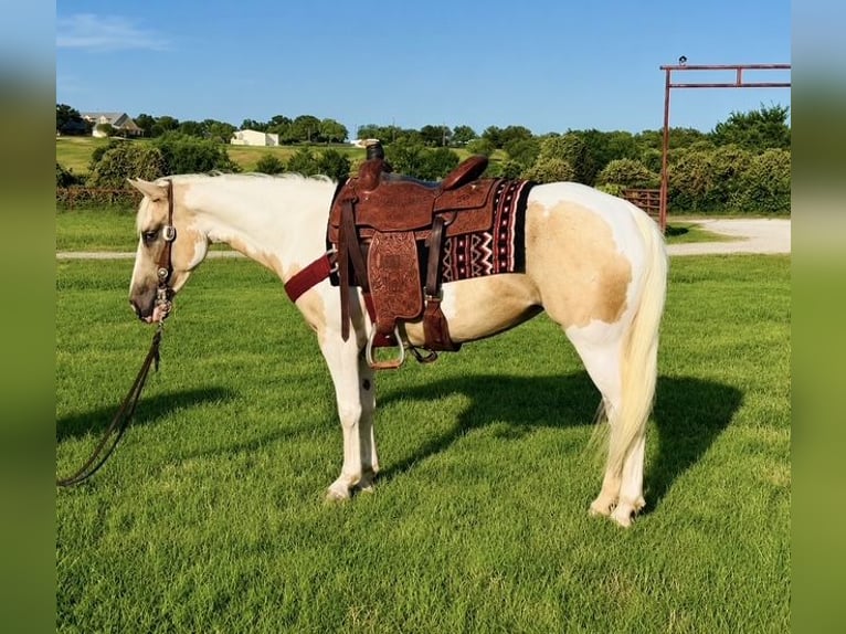 American Paint Horse Giumenta 6 Anni Pezzato in Decatur