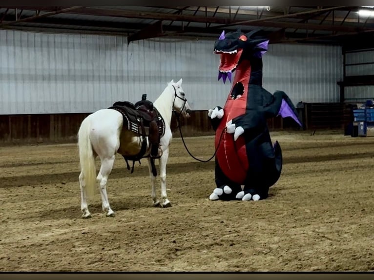 American Paint Horse Giumenta 6 Anni Pezzato in Decatur