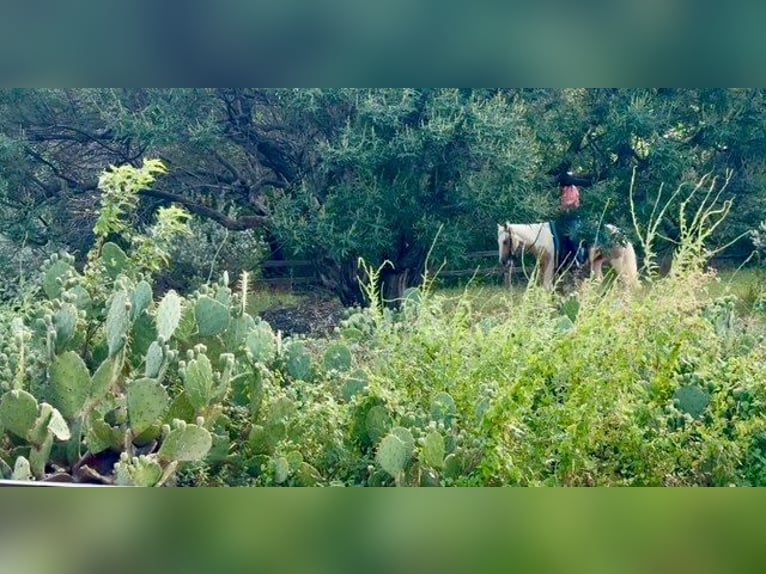 American Paint Horse Giumenta 6 Anni Pezzato in Decatur