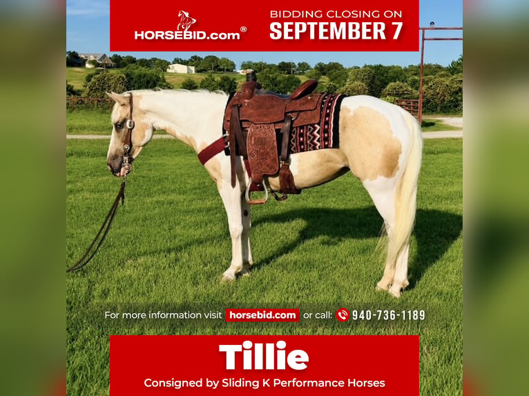 American Paint Horse Giumenta 6 Anni Pezzato in Decatur