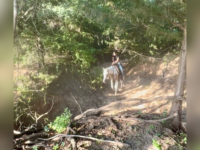 American Paint Horse Giumenta 6 Anni Pezzato in Decatur