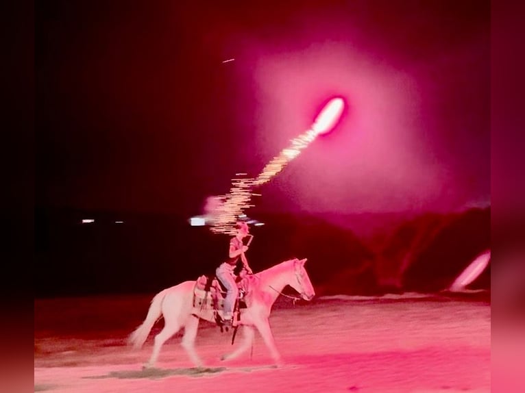 American Paint Horse Giumenta 6 Anni Pezzato in Decatur