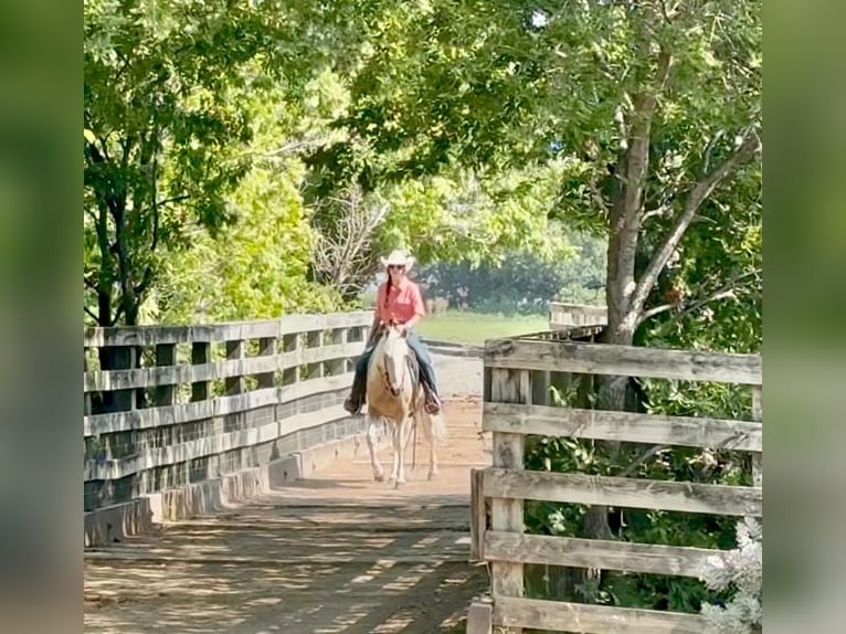 American Paint Horse Giumenta 6 Anni Pezzato in Decatur