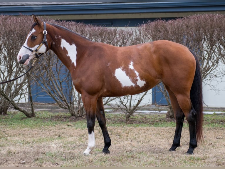 American Paint Horse Giumenta 7 Anni 145 cm Baio ciliegia in La Grange