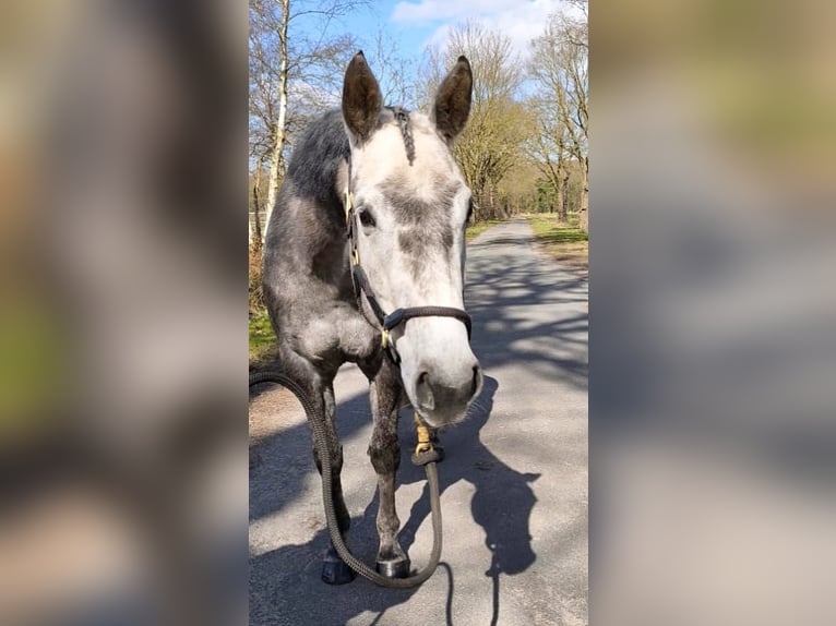 American Paint Horse Giumenta 7 Anni 150 cm Grigio in Ahlerstedt