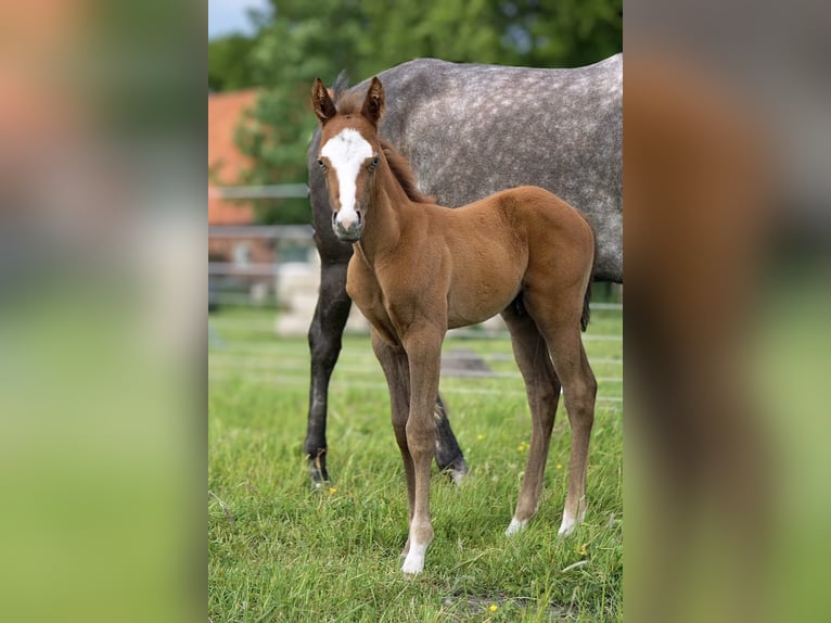 American Paint Horse Giumenta 7 Anni 150 cm Grigio in Ahlerstedt