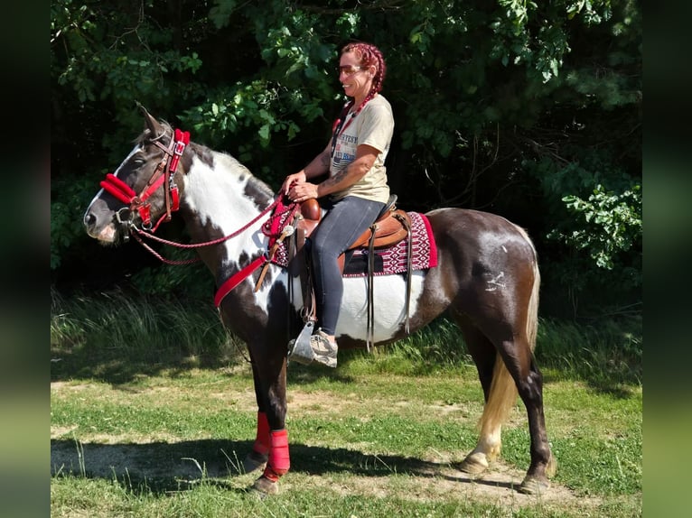 American Paint Horse Giumenta 7 Anni 150 cm Overo-tutti i colori in Linkenbach