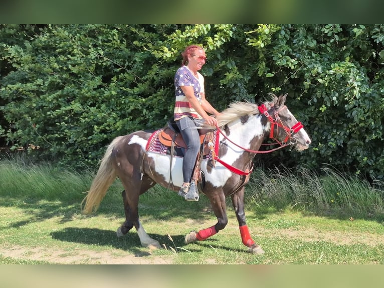 American Paint Horse Giumenta 7 Anni 150 cm Overo-tutti i colori in Linkenbach