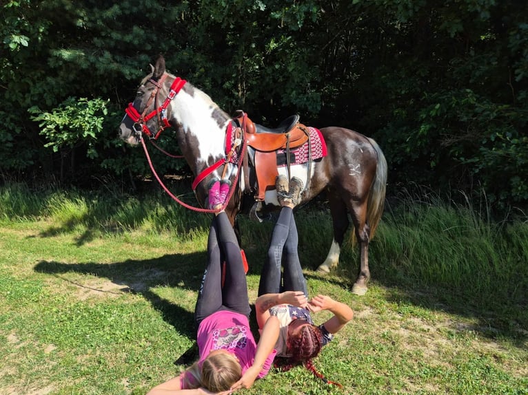 American Paint Horse Giumenta 7 Anni 150 cm Overo-tutti i colori in Linkenbach