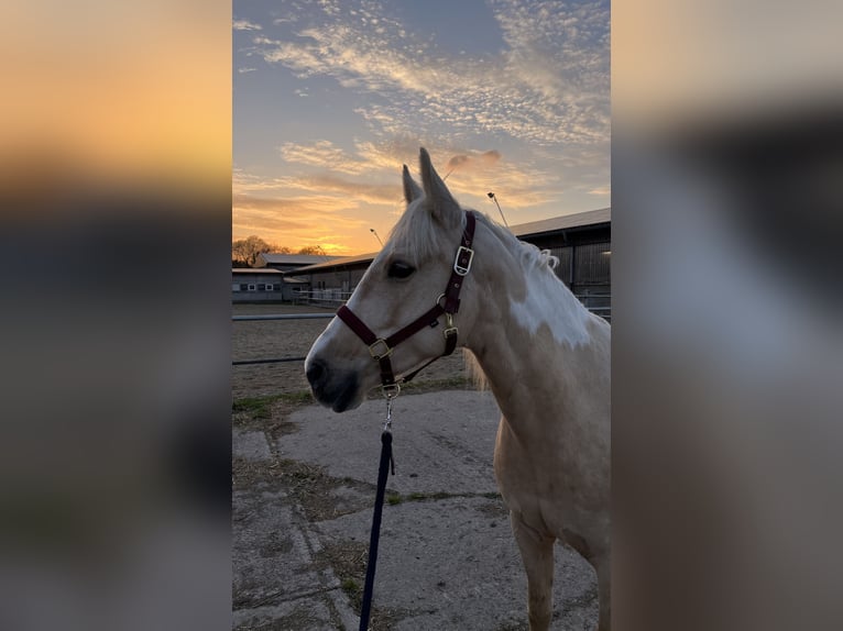 American Paint Horse Mix Giumenta 7 Anni 150 cm Palomino in Retschow