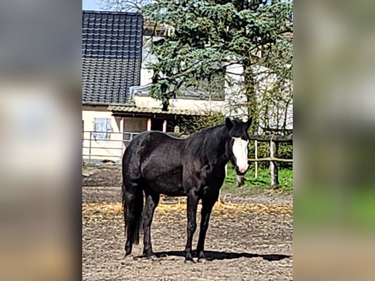 American Paint Horse Mix Giumenta 7 Anni 156 cm Morello in Lünen