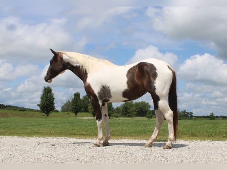 American Paint Horse Giumenta 7 Anni 157 cm Pezzato in Macon