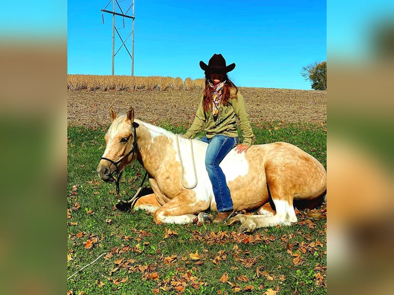 American Paint Horse Giumenta 7 Anni Pezzato in Harmony