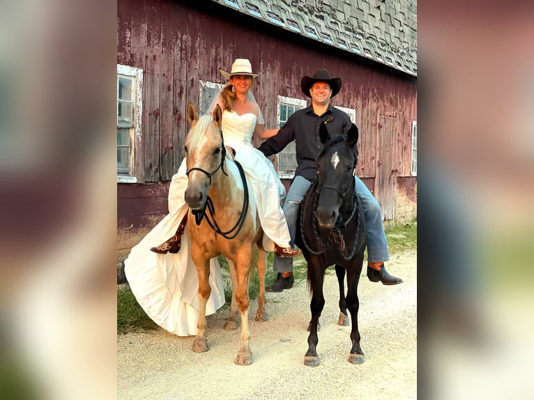 American Paint Horse Giumenta 7 Anni Pezzato in Harmony