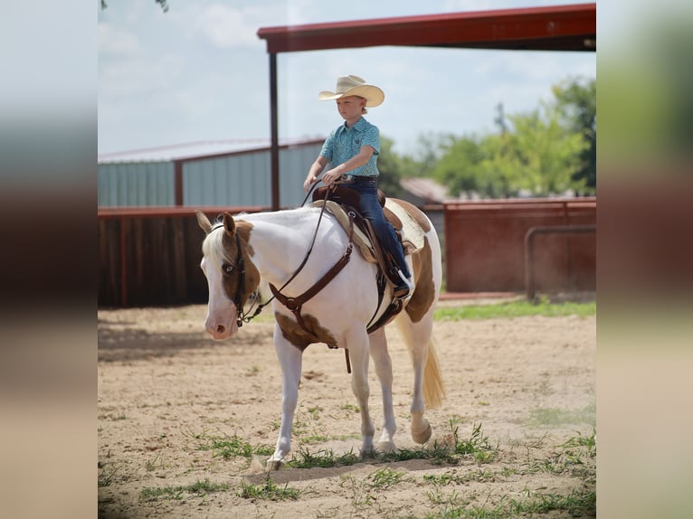 American Paint Horse Giumenta 7 Anni Pezzato in Grand Saline