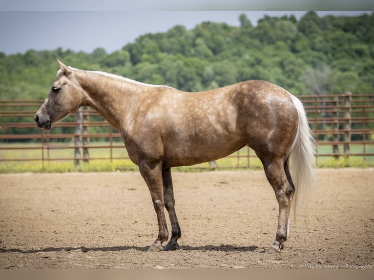 American Paint Horse Giumenta 8 Anni 142 cm Palomino in Auburn
