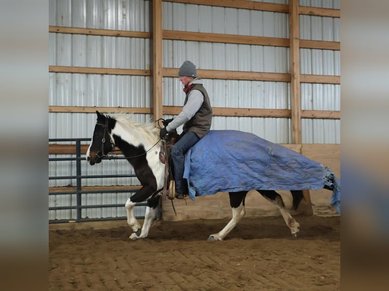 American Paint Horse Giumenta 8 Anni 147 cm  in Howell