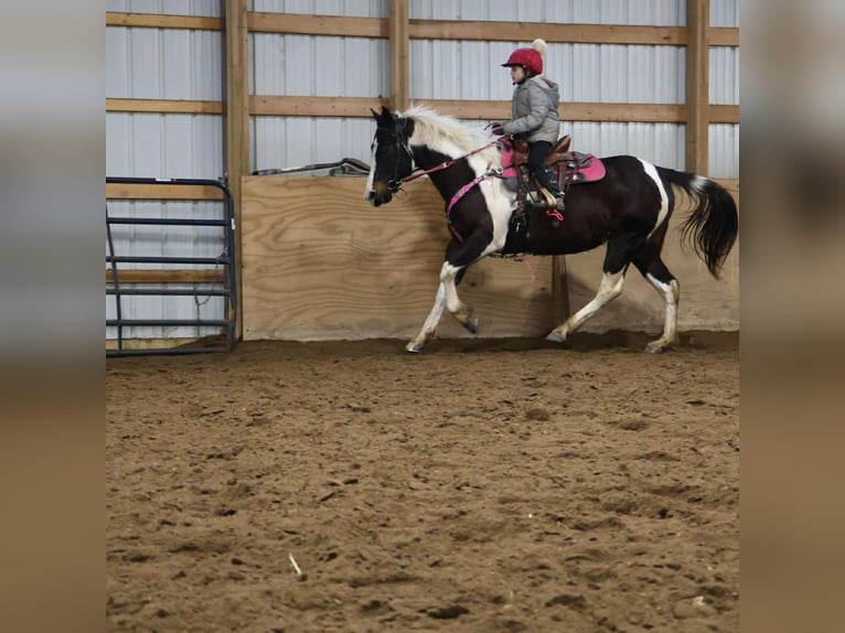 American Paint Horse Giumenta 8 Anni 147 cm  in Howell