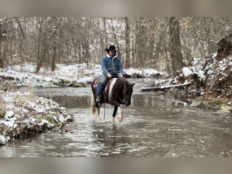 American Paint Horse Giumenta 8 Anni 147 cm Tobiano-tutti i colori in North Bloomfield