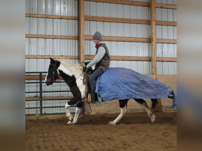 American Paint Horse Giumenta 8 Anni 147 cm Tobiano-tutti i colori in Howell