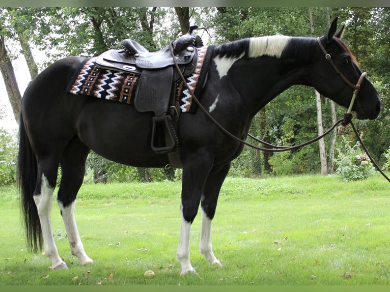 American Paint Horse Giumenta 8 Anni 148 cm Tobiano-tutti i colori in Midwolde