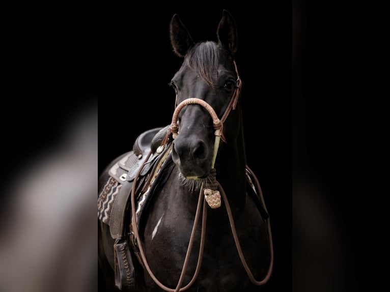 American Paint Horse Giumenta 8 Anni 148 cm Tobiano-tutti i colori in Midwolde