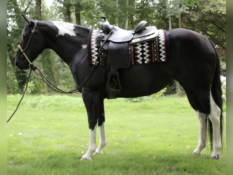 American Paint Horse Giumenta 8 Anni 148 cm Tobiano-tutti i colori in Midwolde