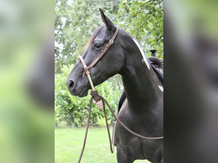 American Paint Horse Giumenta 8 Anni 148 cm Tobiano-tutti i colori in Midwolde