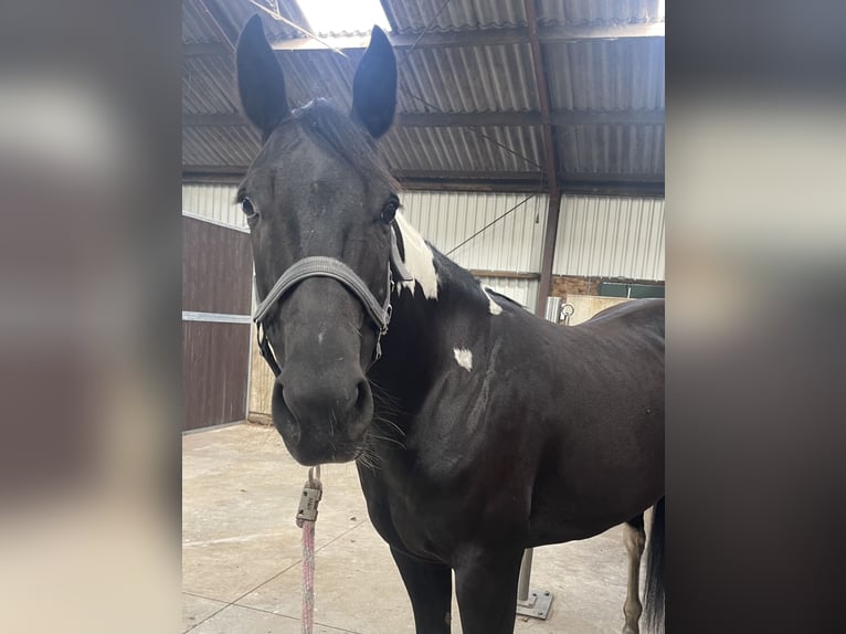 American Paint Horse Giumenta 8 Anni 148 cm Tobiano-tutti i colori in Midwolde