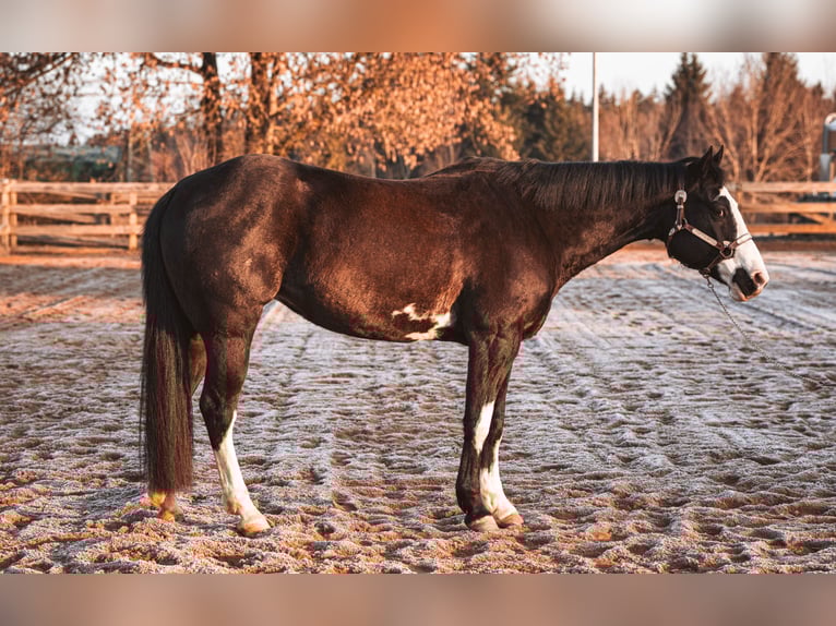 American Paint Horse Giumenta 8 Anni 152 cm Overo-tutti i colori in Schwarzenberg/Erzgebirge