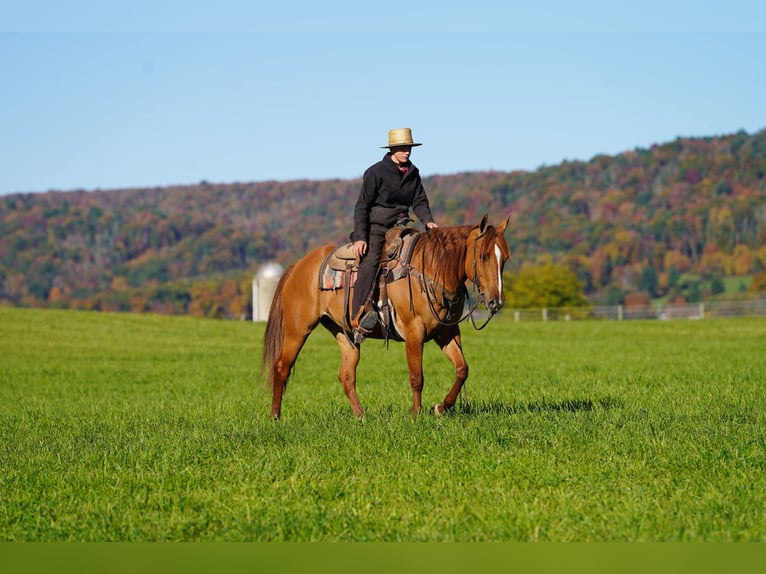 American Paint Horse Giumenta 8 Anni 152 cm Red dun in Rebersburg