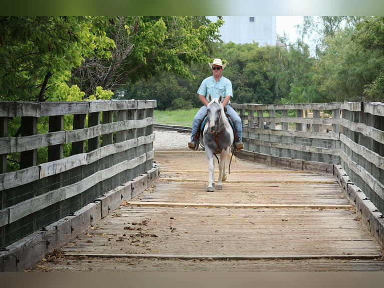 American Paint Horse Giumenta 8 Anni 152 cm Tobiano-tutti i colori in Stephenville TX