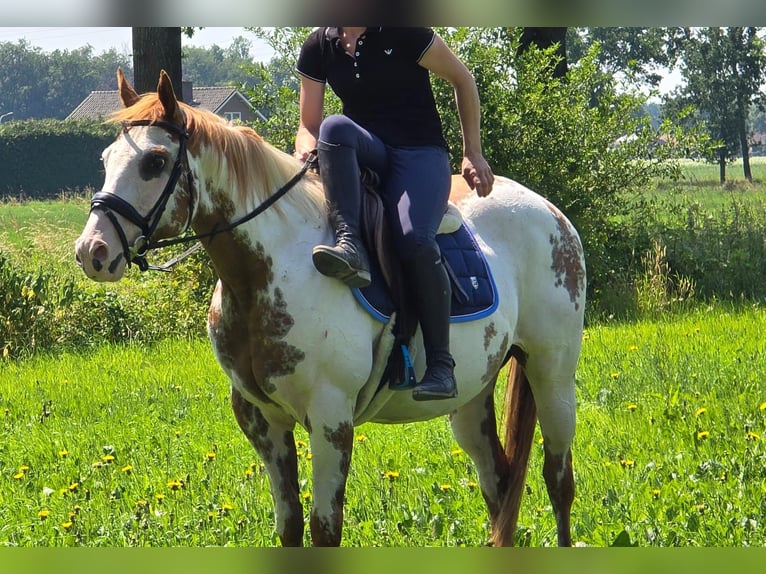 American Paint Horse Giumenta 8 Anni 155 cm Overo-tutti i colori in Weert
