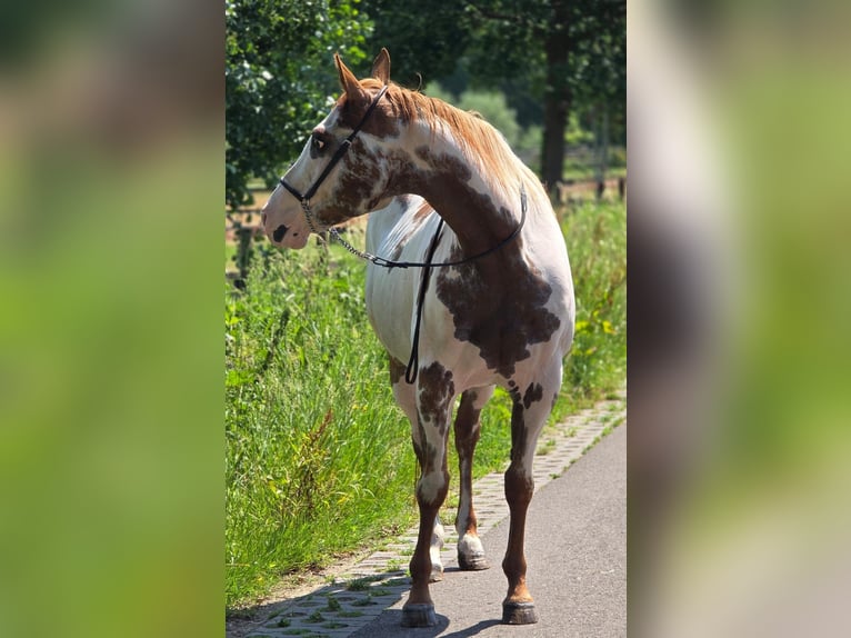 American Paint Horse Giumenta 8 Anni 155 cm Overo-tutti i colori in Weert