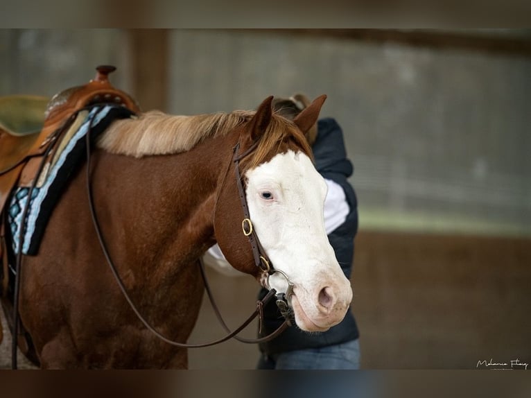 American Paint Horse Giumenta 8 Anni 162 cm Roano rosso in Kleines Wiesental