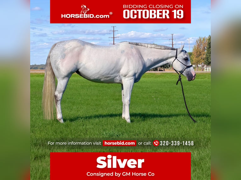 American Paint Horse Giumenta 8 Anni Grigio in Cannon Falls