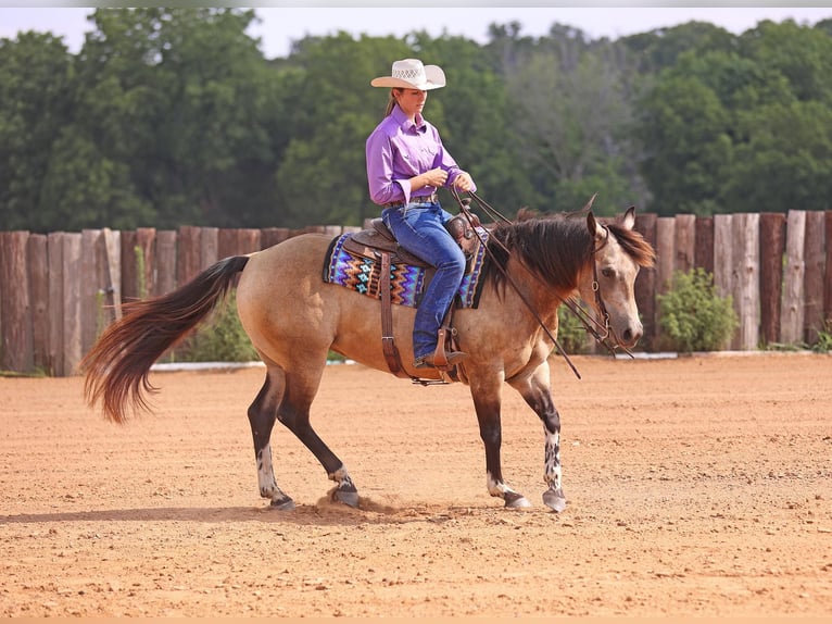 American Paint Horse Giumenta 8 Anni Pelle di daino in Adair OK