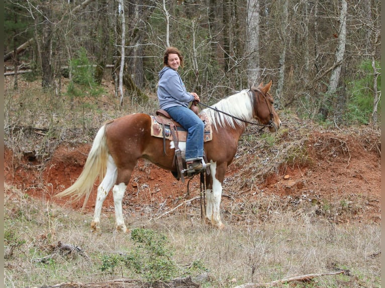 American Paint Horse Giumenta 9 Anni 150 cm Tobiano-tutti i colori in Cushing