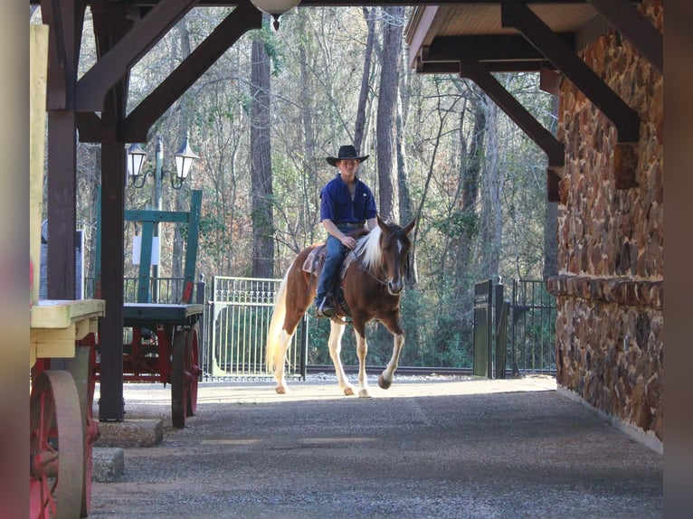 American Paint Horse Giumenta 9 Anni 150 cm Tobiano-tutti i colori in Cushing