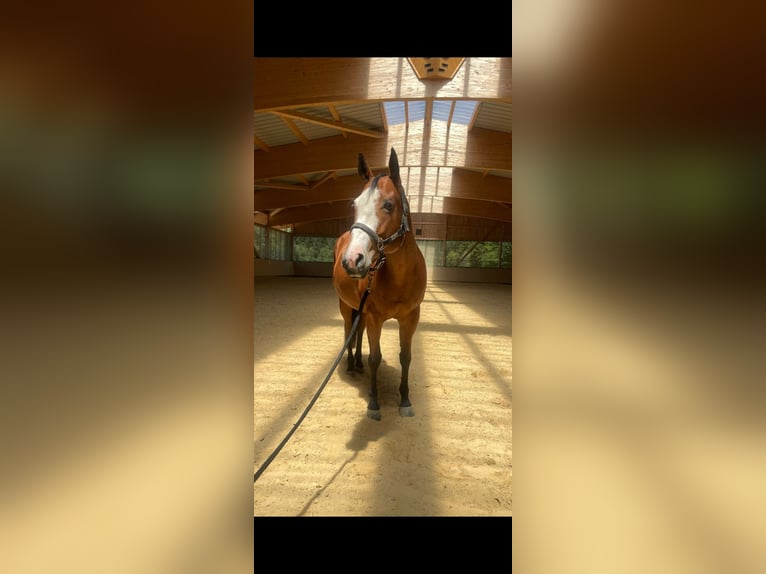 American Paint Horse Giumenta 9 Anni 154 cm Baio in Marktl