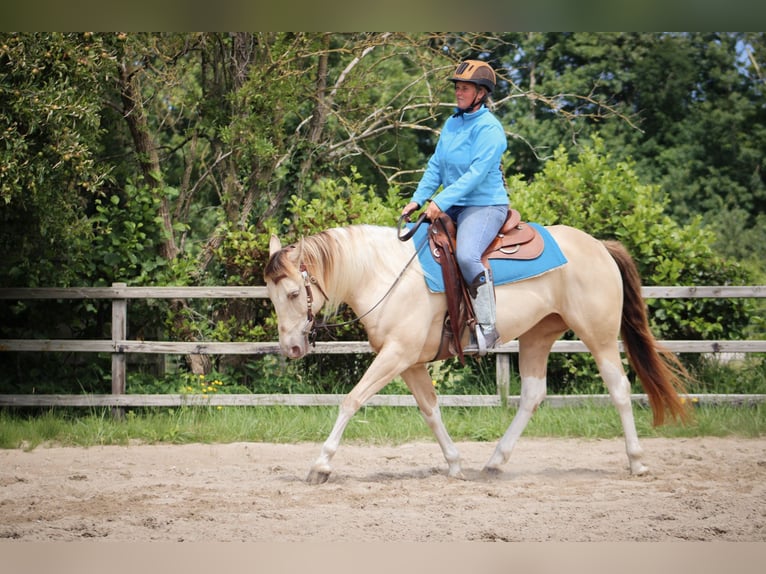 American Paint Horse Giumenta 9 Anni 155 cm Champagne in Heemskerk