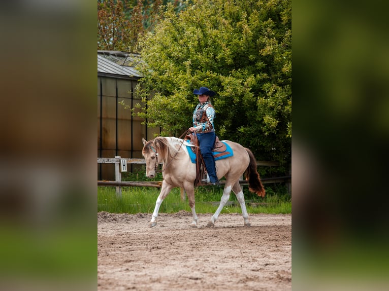 American Paint Horse Giumenta 9 Anni 155 cm Champagne in Heemskerk